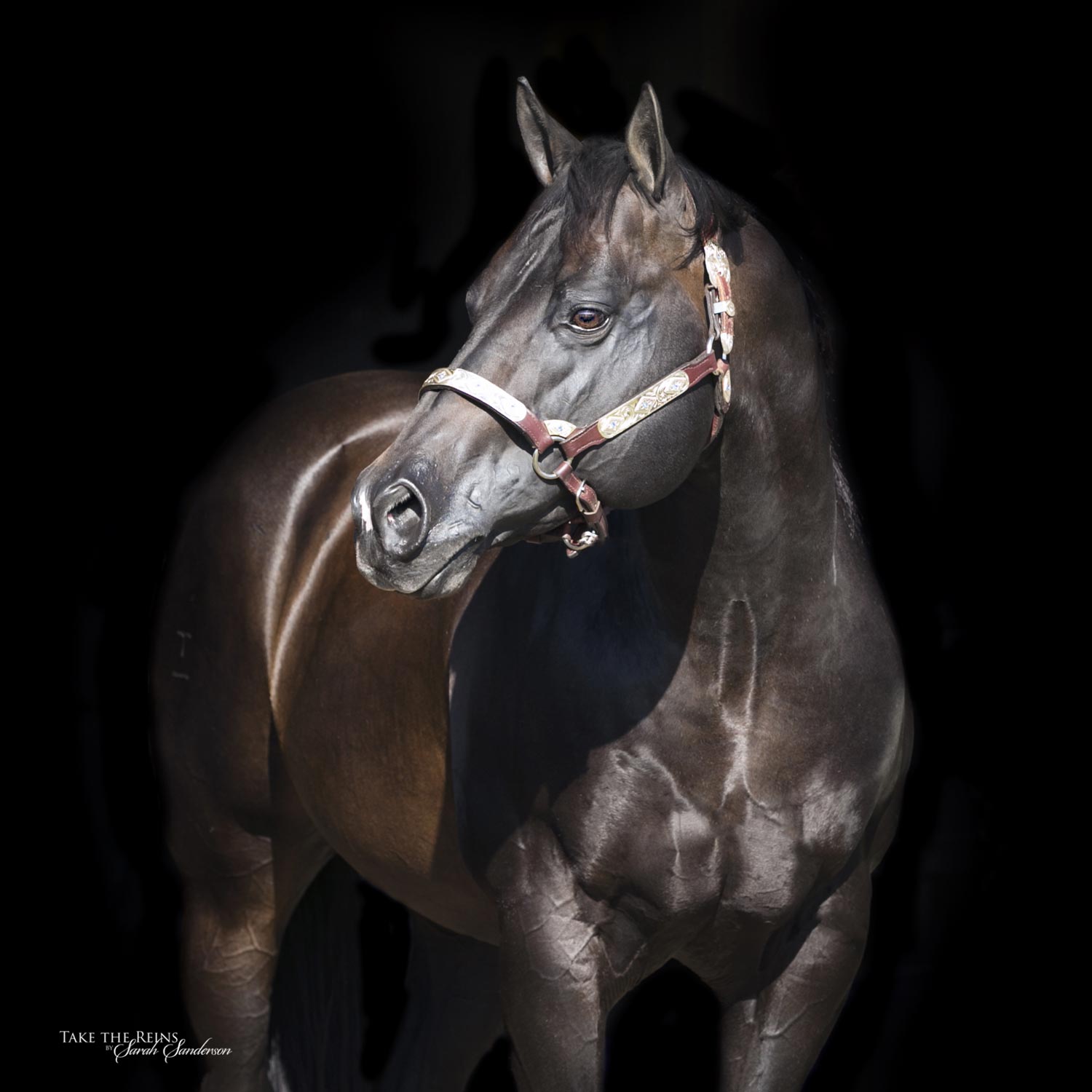 MollyWhiskeySkipperFront